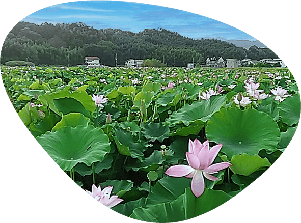 気候・土壌・地下水の資源を利用した農園の写真